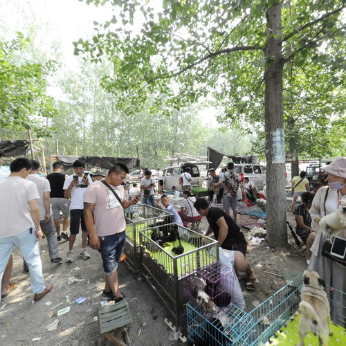 莱西周围哪里有狗市